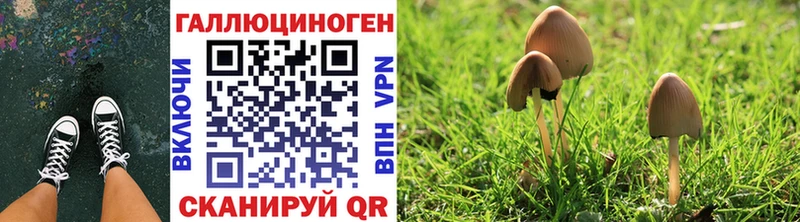 Купить где  Александров  Псилоцибиновые грибы Cubensis 